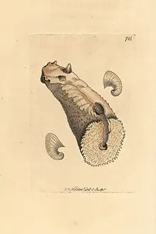 Picta: Crenatula picta shell