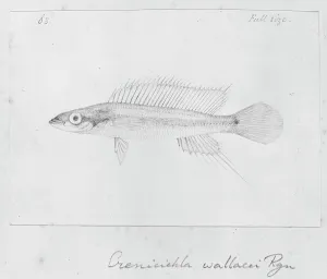 Perciform: Crenicichla wallacii