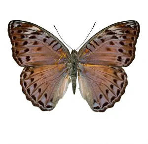 Brush Footed: Crenidomimas concordia, butterfly