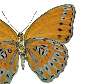 Brush Footed: Crenidomimas concordia, butterfly