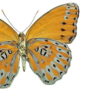 Brush Footed: Crenidomimas concordia, butterfly