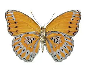 Brush Footed: Crenidomimas concordia, butterfly