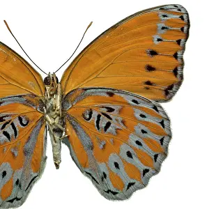 Brush Footed: Crenidomimas concordia, butterfly