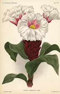 Speciosus: Crepe ginger, Cheilocostus speciosus