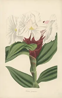 Volume 4: Crepe ginger, Cheilocostus speciosus