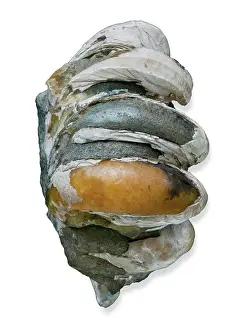 Neotaenioglossa: Crepidula, slipper limpets