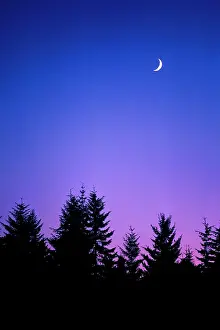 Waxing: Crescent Moon over Pine Trees Waxing or Waning