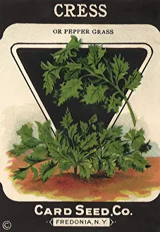 Cress: Cress Seed Packet