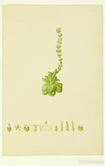 Bauer: Cressula tuttita