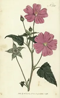 Sherard: Crested anoda, Anoda cristata