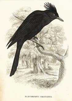 Lophotes: Crested black tyrant, Knipolegus lophotes