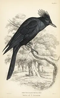 Swainson: Crested black tyrant, Knipolegus lophotes