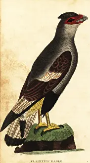 The Naturalists Pocket Magazine: Crested caracara, Caracara plancus