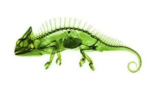 Chameleon: Crested Chameleon, X-ray, 1896