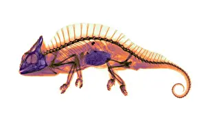 Photogravure: Crested Chameleon, X-ray, 1896