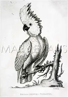Cockatoos: CRESTED COCKATOO 1811