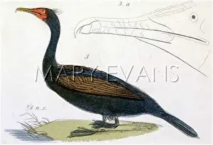 Phalacrocorax: CRESTED CORMORANT