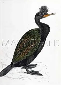 Phalacrocorax: CRESTED CORMORANT(MORRIS