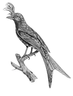 Lithographed: Crested Drongo