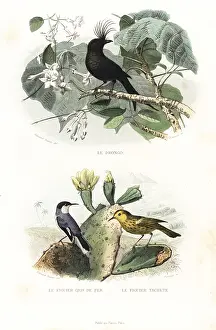 Pourrat: Crested drongo and American yellow warbler