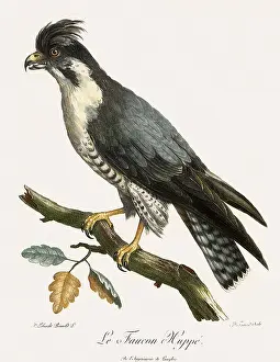 Existed: Crested Falcon