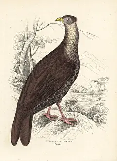 Lophura: Crested fireback, Lophura ignita