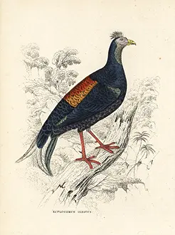 Lophura: Crested fireback, Lophura ignita