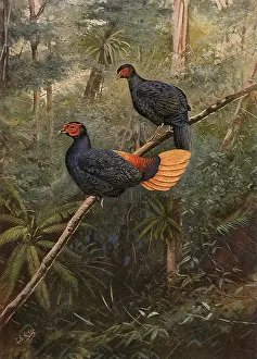 Lophura: Crested Firebacks, Lophura erythropthalma