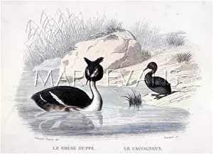 Suck: CRESTED GREBE