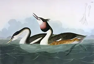 Podiceps: Crested Grebe, by John James Audubon