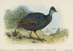 Cristata: CRESTED GUINEA FOWL