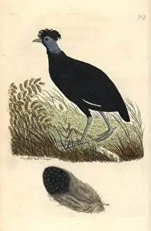 Guineafowl: Crested guineafowl, Guttera pucherani
