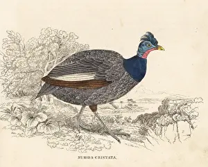 Cristata: Crested guineafowl, Guttera pucherani