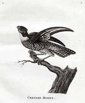 Genera: Crested Hobby