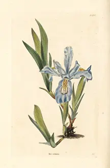 Cristata: Crested iris, Iris cristata