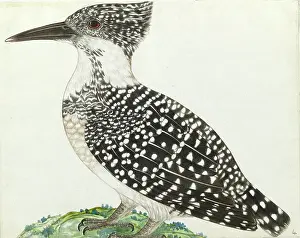 Himalayas: Crested kingfisher, Megaceryle lugubris