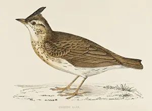 Lark: CRESTED LARK