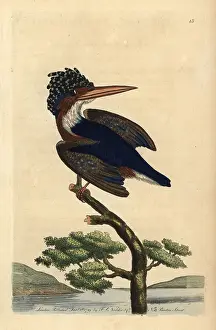 Malachite: Crested or Malachite kingfisher, Alcedo cristata