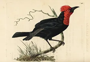 Tanager: Crested malimbe, Malimbus malimbicus