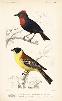 Emberiza: Crested malimbe, Malimbus malimbicus, and