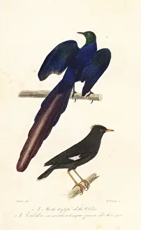 Steel Engraving: Crested myna and long-tailed glossy starling