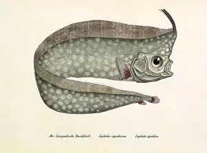 Surmounts: Crested Oarfish