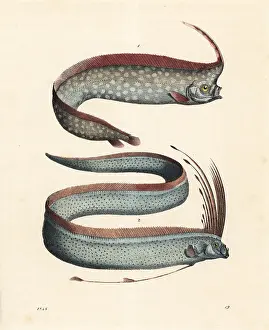 Gladius: Crested oarfish and oarfish