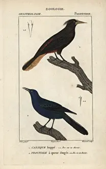 Decumanus: Crested oropendola, Psarocolius decumanus