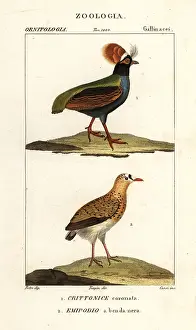 Coarse: Crested partridge and buttonquail