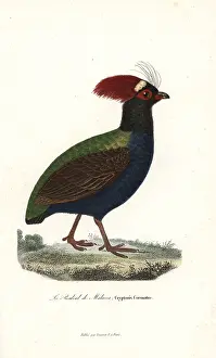 Complements: Crested partridge, Rollulus rouloul