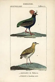 Turpin: Crested partridge, Rollulus rouloul, and Madagascar