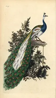 Peafowl: Crested peacock, Indian or blue peafowl, Pavo cristatus