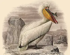 Pelican: Crested Pelican (Pelecanus crispus)