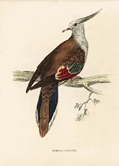 Bildersaal: Crested pigeon, Ocyphaps lophotes